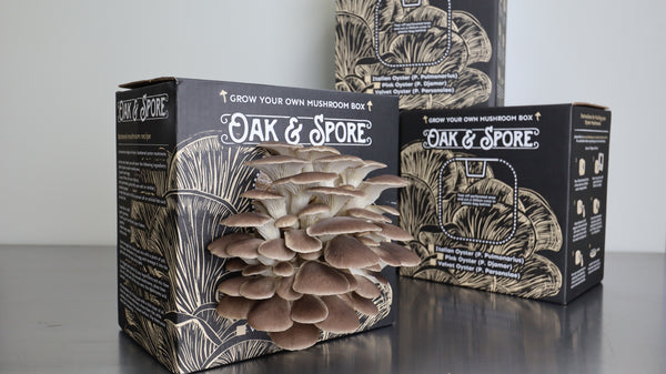 How to grow your Oyster Mushroom Kit