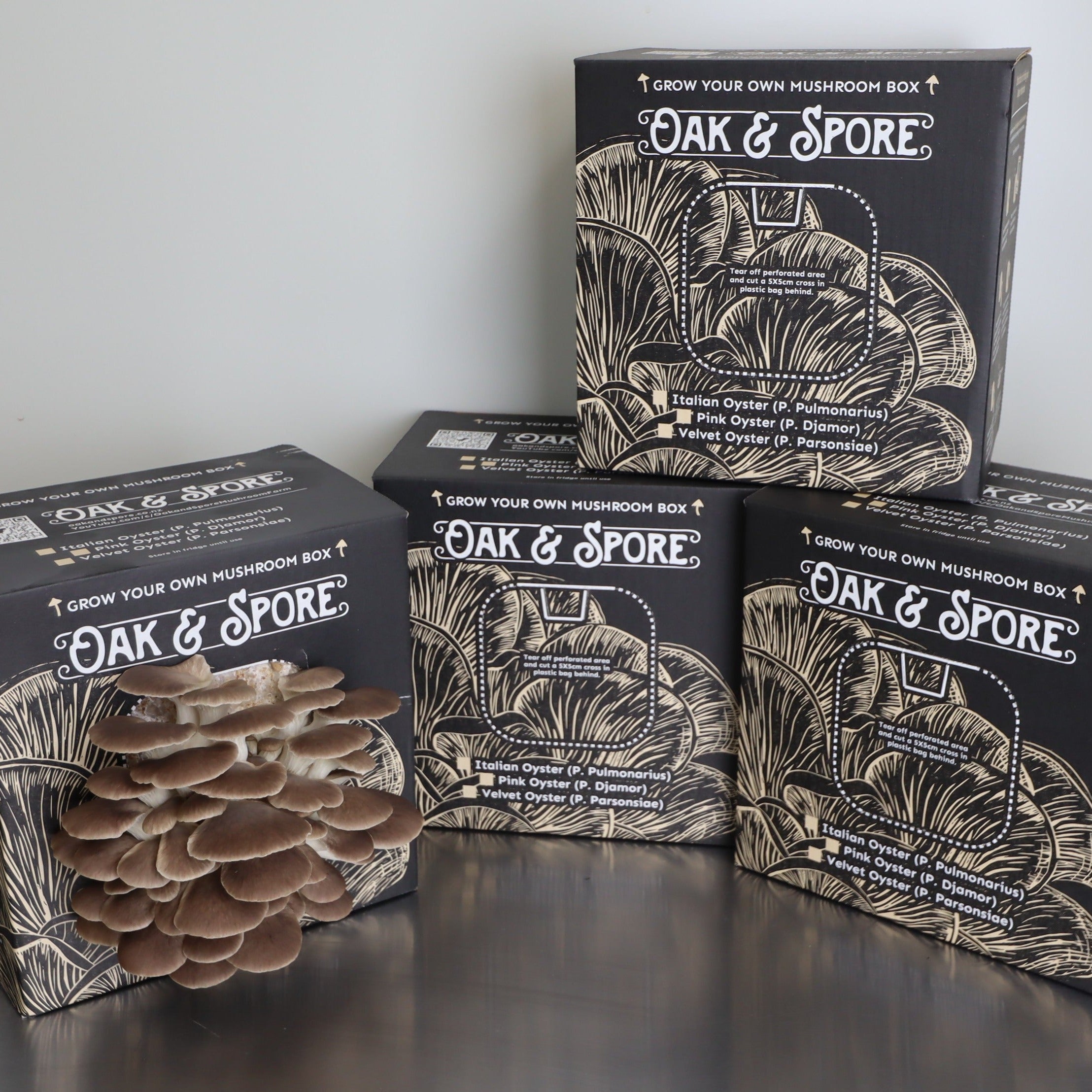 Italian Oyster Mushroom Kit Combo - 4 Pack – Oak and Spore