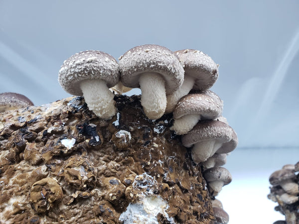 Growing Shiitake Mushrooms