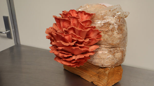 How to Grow Oyster Mushrooms