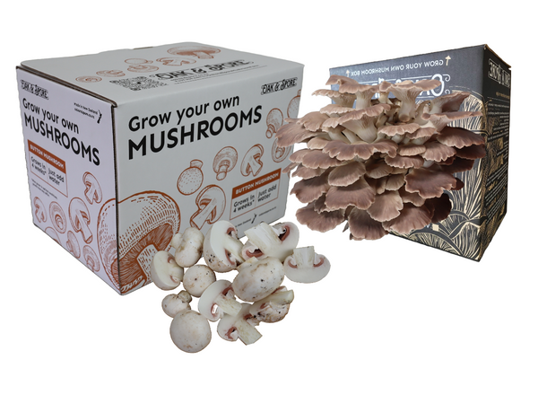 Mushroom Growing Kit FAQs