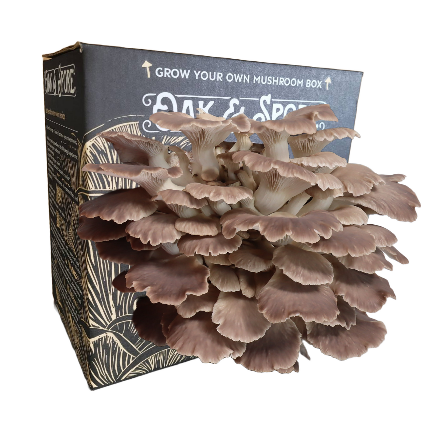 Italian Oyster Mushroom Grow Kit