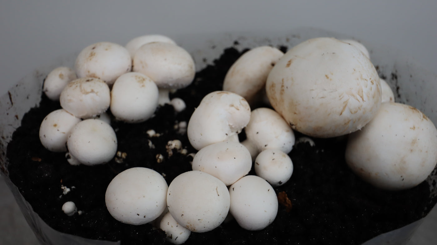 Button Mushroom Grow Kit