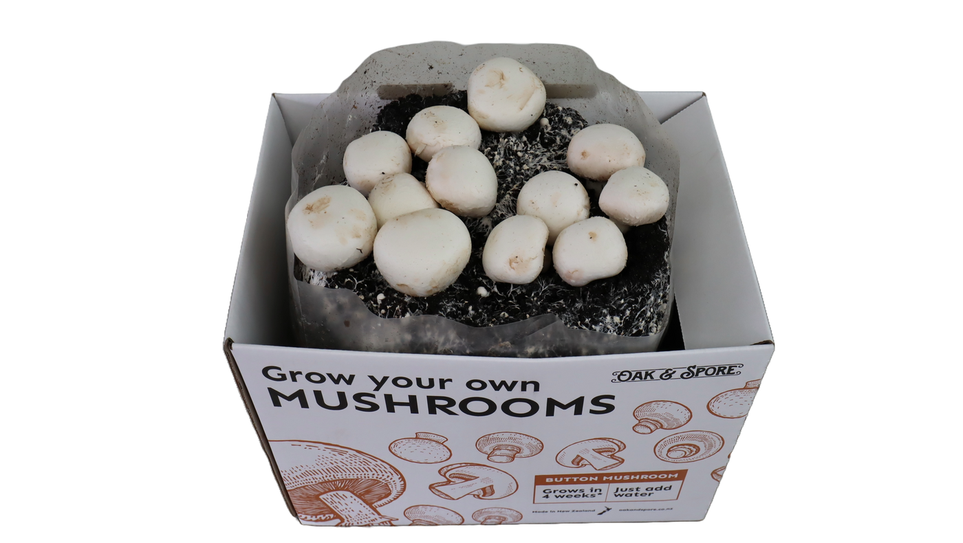 Button Mushroom Grow Kit