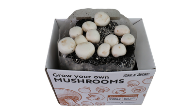 Button Mushroom Grow Kit