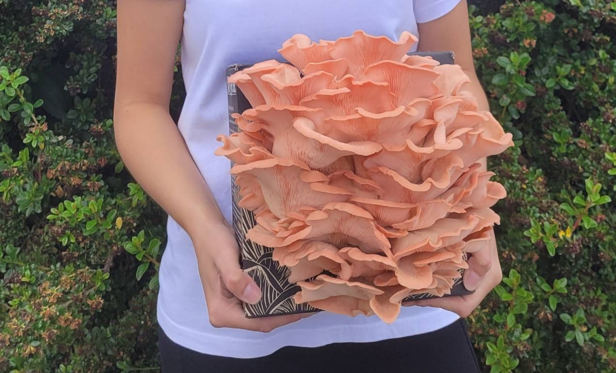 Pink Oyster Mushroom Kit