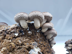 Shiitake mushrooms nz