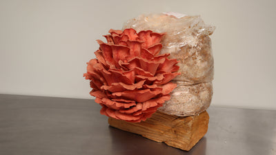 Pink Oyster Mushroom Kit