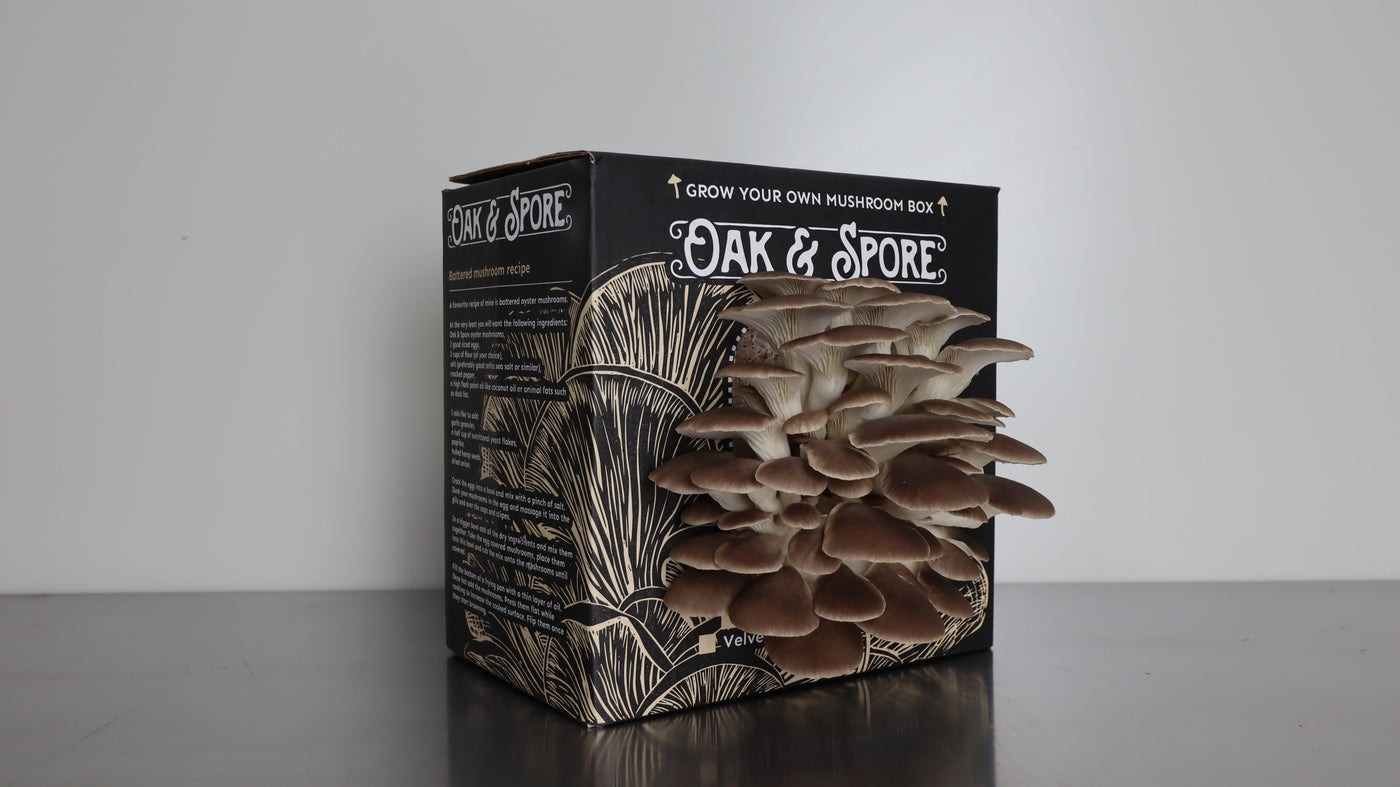 Italian and Pink Oyster Mushroom Grow Kit - 2 Pack