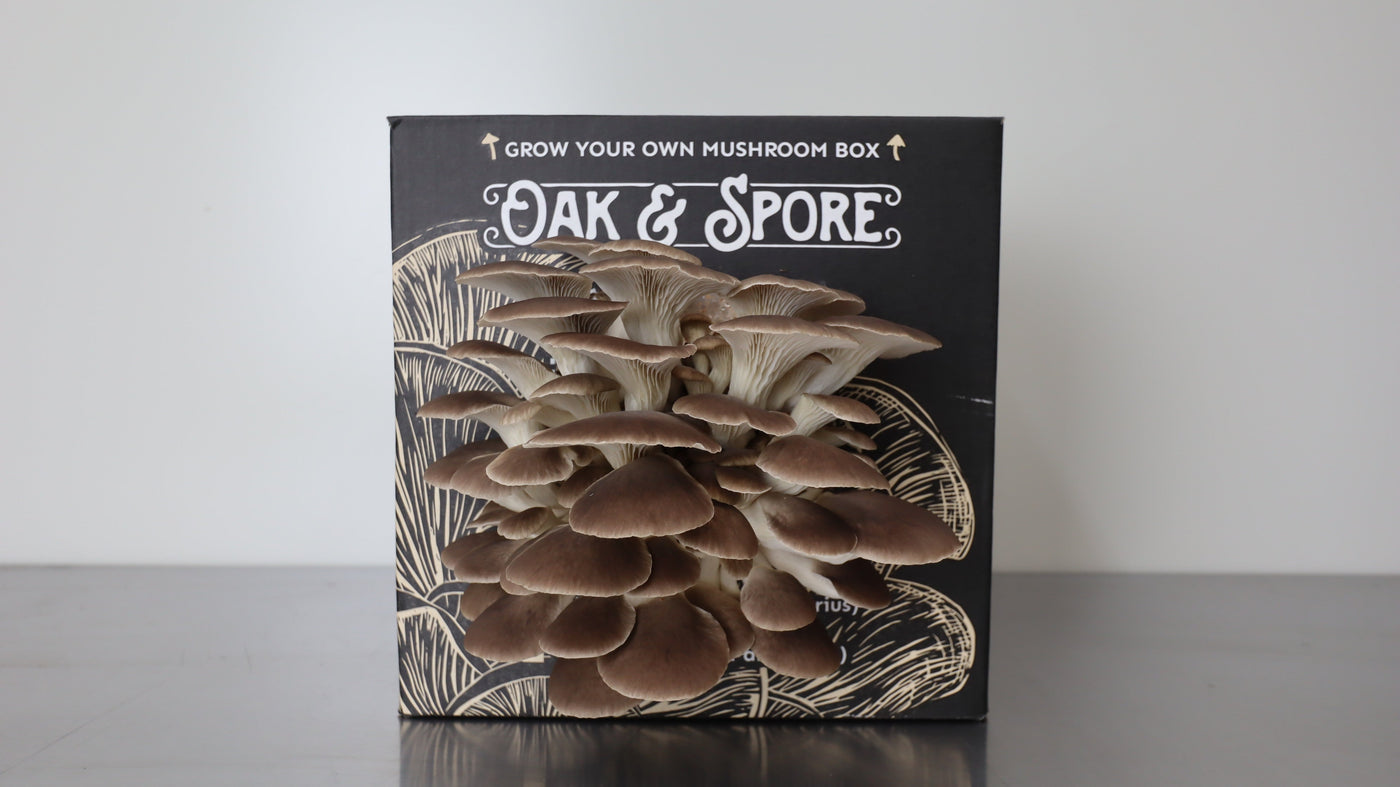 Italian and Pink Oyster Mushroom Grow Kit - 2 Pack