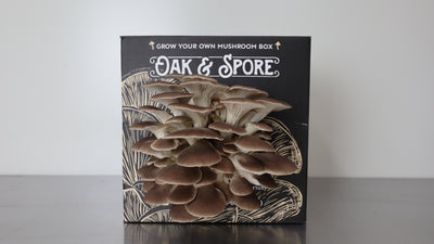 Italian Oyster Mushroom Grow Kit - 2 Pack