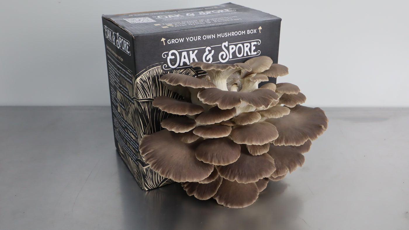 Italian Oyster Mushroom Grow Kit - 4 Pack