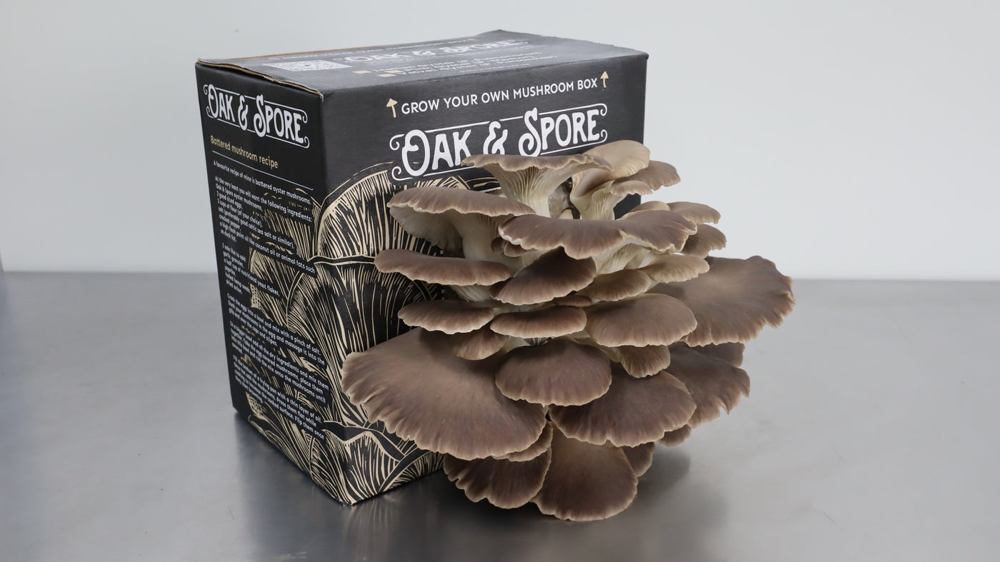 Italian Oyster Mushroom Grow Kit - 2 Pack