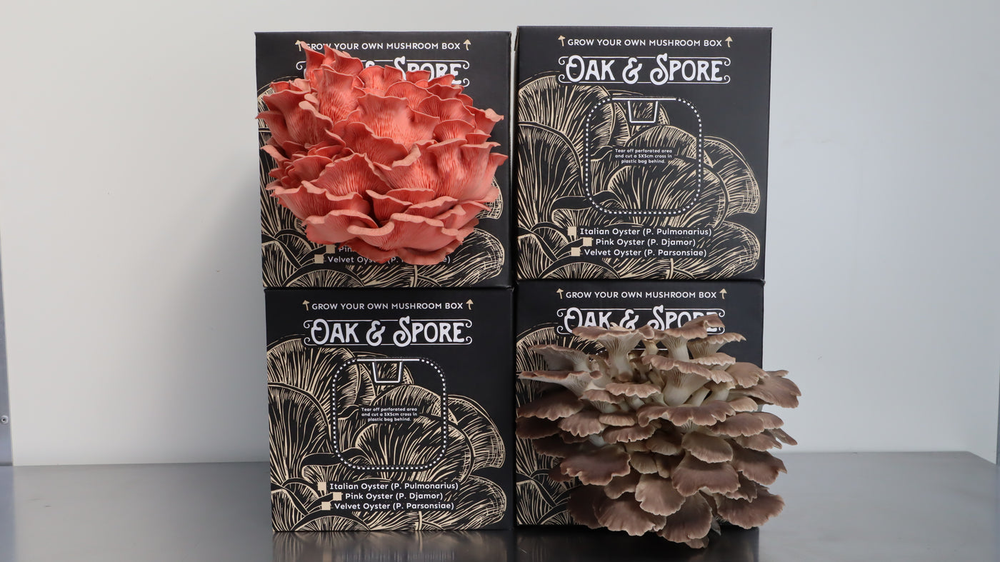 Italian and Pink Oyster Mushroom Grow Kit - 4 Pack