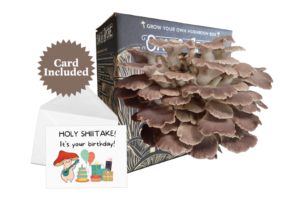 Italian Oyster Mushroom Grow Kit