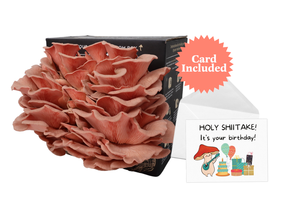 Pink Oyster Mushroom Kit