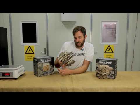 Italian Oyster Mushroom Grow Kit