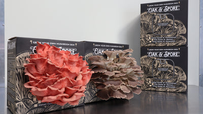 Italian and Pink Oyster Mushroom Grow Kit - 4 Pack