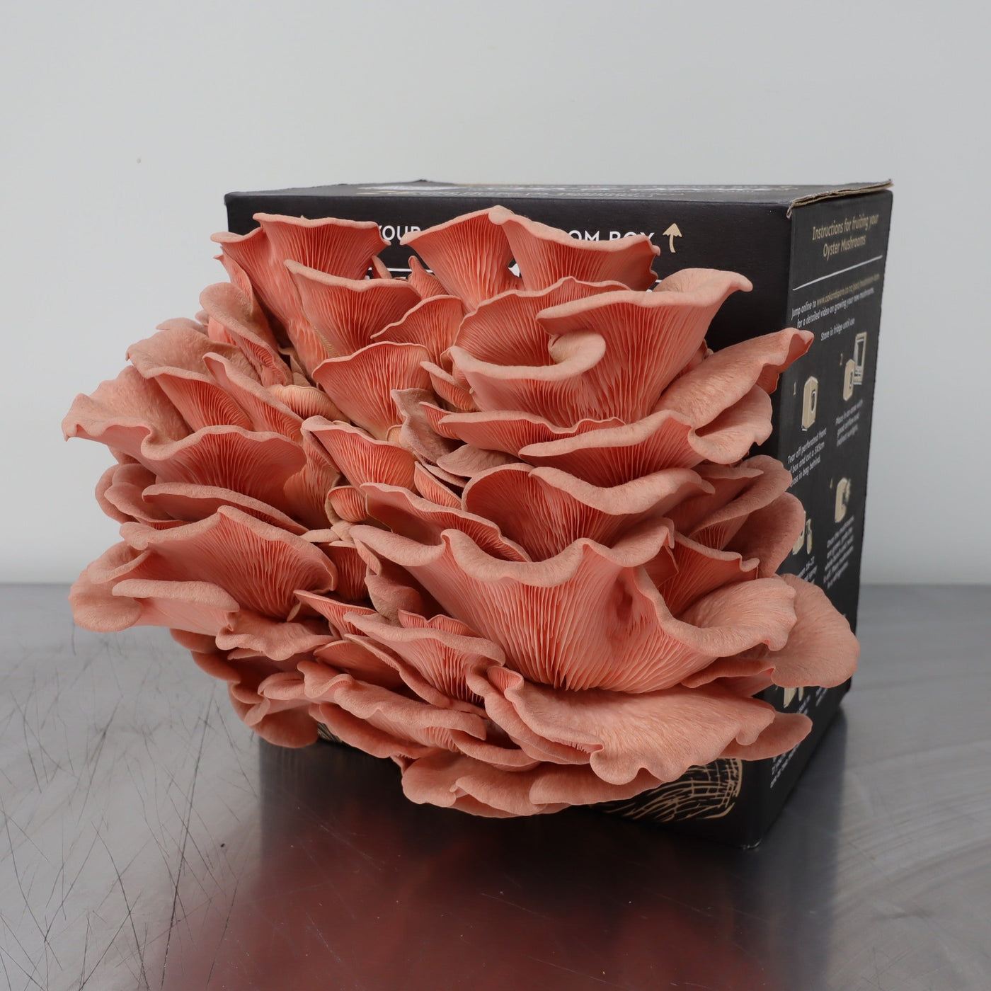 Pink Oyster Mushroom Kit