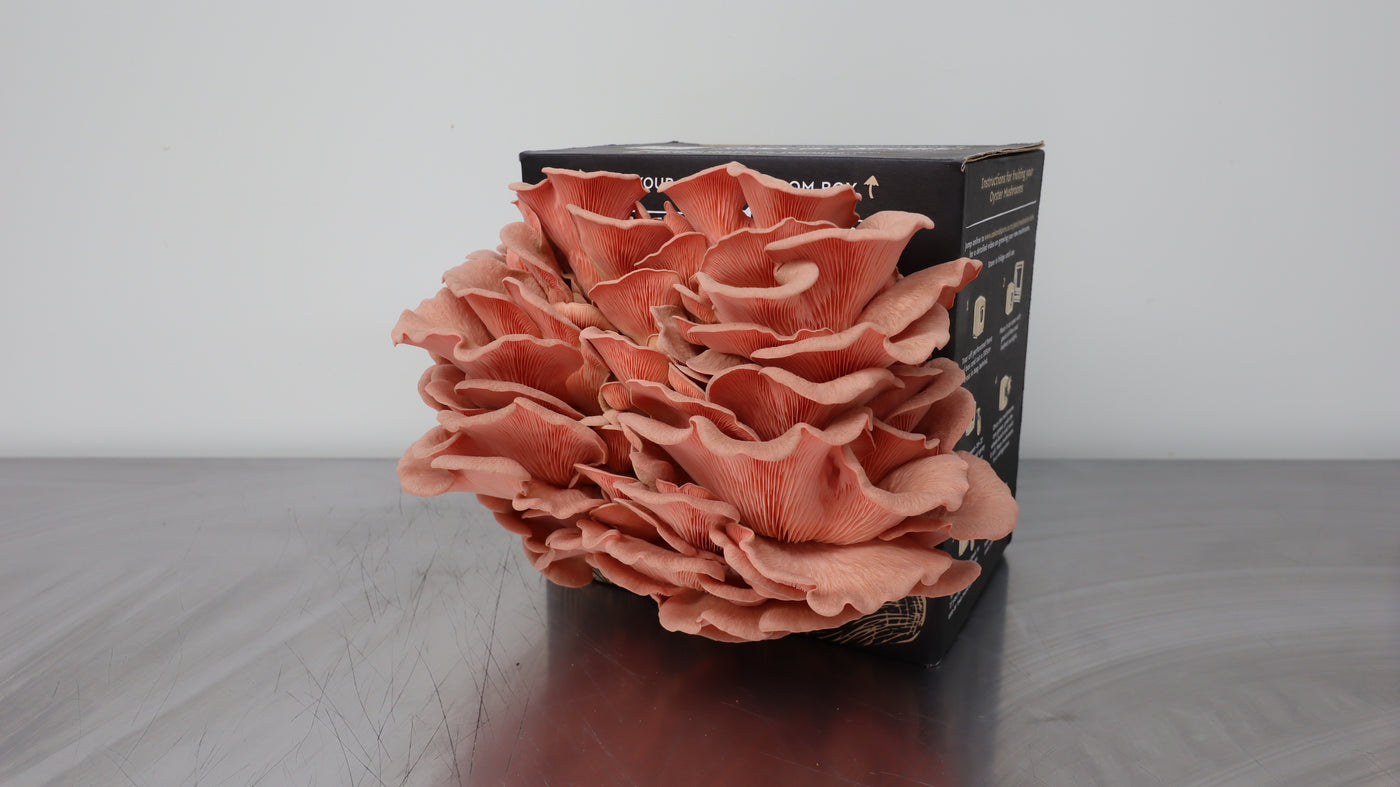 Italian and Pink Oyster Mushroom Grow Kit - 4 Pack