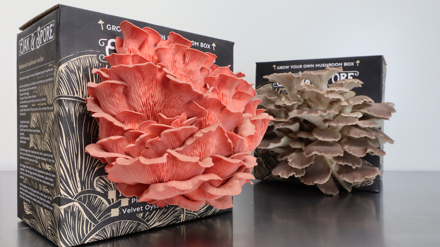 Italian and Pink Oyster Mushroom Grow Kit - 2 Pack